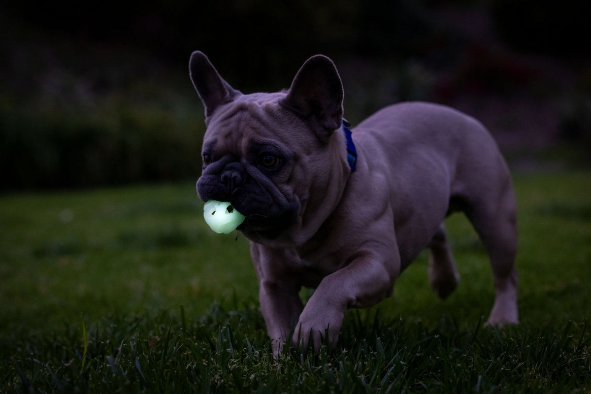 Chuckit! Max Glow Air Fetch Ball