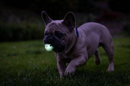 Chuckit! Max Glow Air Fetch Ball