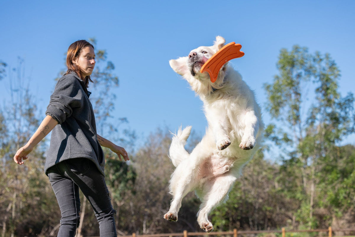 Chuckit! Ultra Flying Squirrel Outdoor Dog Fetch Toy
