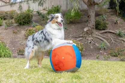 Chuckit! Big Air Fetch & Herding Ball Dog Toy