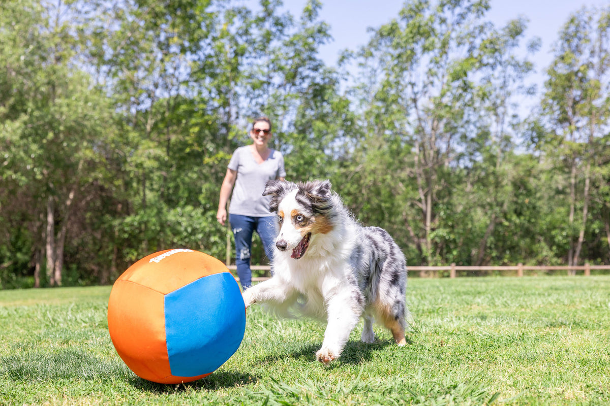 Chuckit! Big Air Fetch & Herding Ball Dog Toy